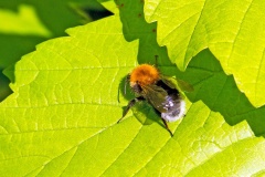 Tree Bumblebee [Bombus hypnorum]