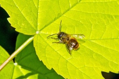 Red Mason Bee [Osmia bicornis]