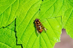 hoverfly [Epistrophe/Syrphus sp.]