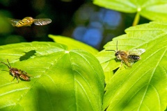 Mix of insects on Sycamore