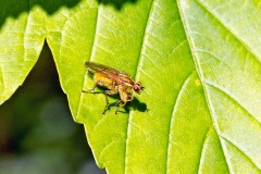 Yellow Dung Fly [Scathophaga stercoraria]