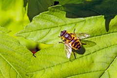 Batman Hoverfly [Myathropa florea]