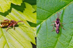 Flavous Nomad Bee [Nomada flava]