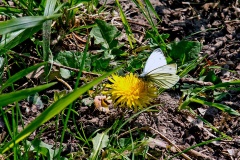 Green-veined White [Pieris napi]