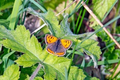 Small Copper [Lycaena phlaeas]