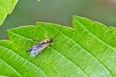 Ichneumon wasp [Apechthis rufata]