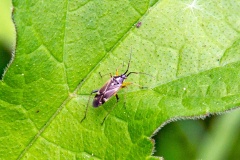 Oak Catkin Bug [Harpocera thoracica]