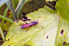 Ichneumon wasp [Ichneumon suspiciosus]