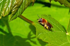 Early (or Orange-tailed) Mining Bee [Andrena haemorrhoa]