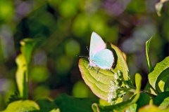 Green Hairstreak [Callophrys rubi]