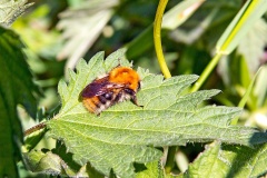 Common Carder Bee [Bombus pascuorum]