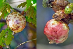 Oak Apple Gall Wasp [Biorhiza pallida]
