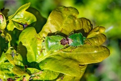 Green Shield Bug [Palomena prasina]