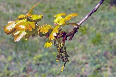 English (or Pedunculate) Oak [Quercus robur]