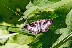 Common Carpet [Epirrhoe alternata]
