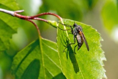 Common Dance Fly [Empis tessellata]