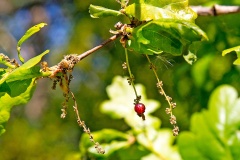 Common Spangle Gall Wasp [Neuroterus quercusbaccarum f. sexual]