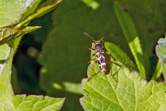 Wasp Beetle [Clytus arietis]