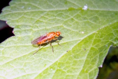 rust fly [Psila fimetaria]