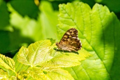 Speckled Wood [Pararge aegeria]