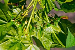 Norway Maple [Acer platanoides]