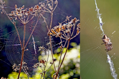 Trash-line Spider [Cyclosa conica]