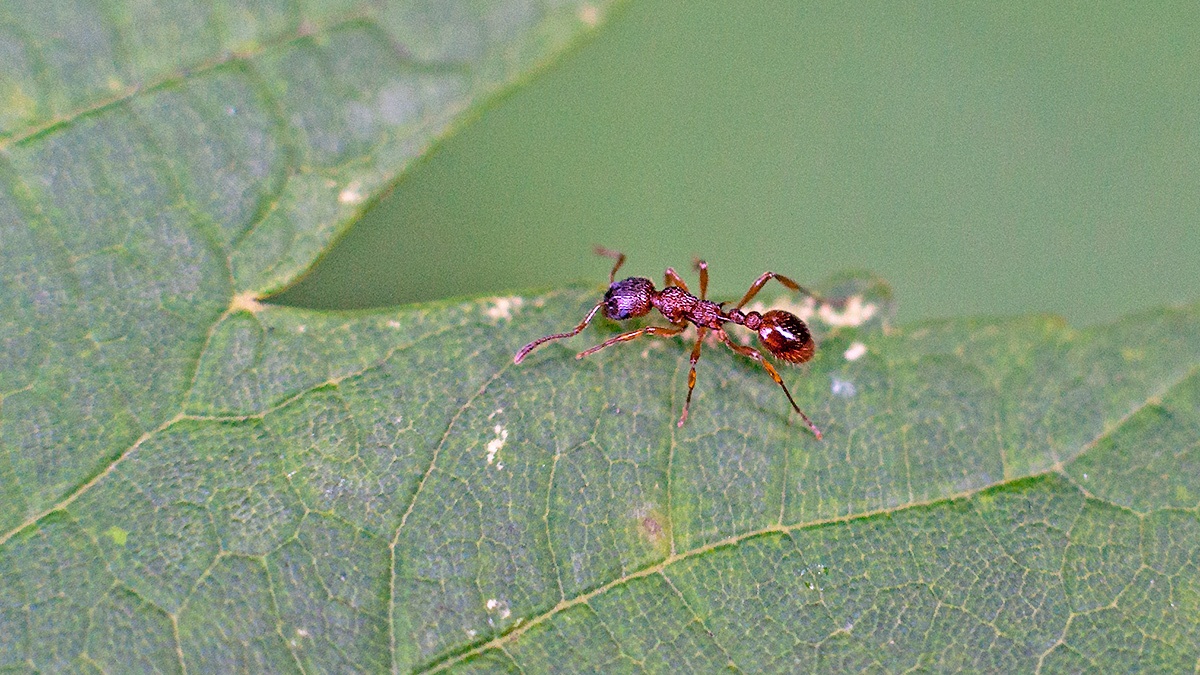 Common Red Ant [Myrmica rubra]