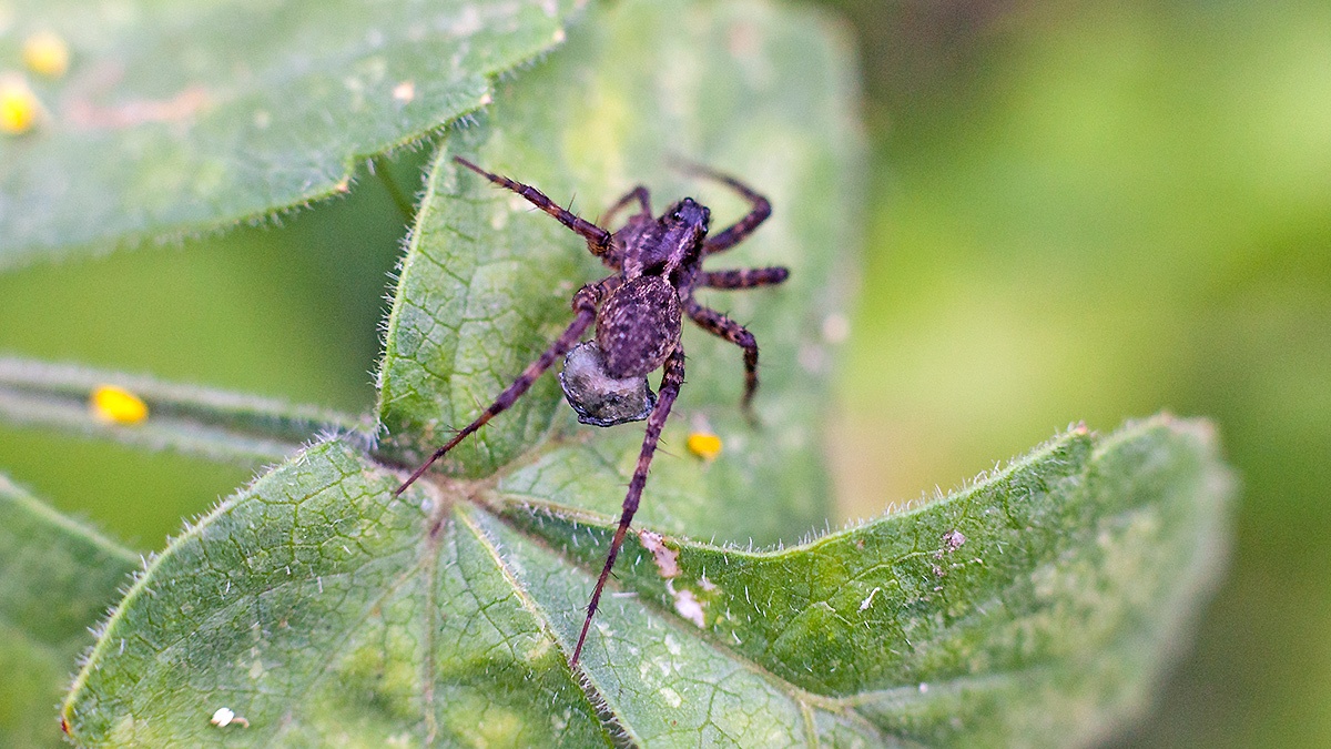 Spotted Wolf Spider [Pardosa amentata]