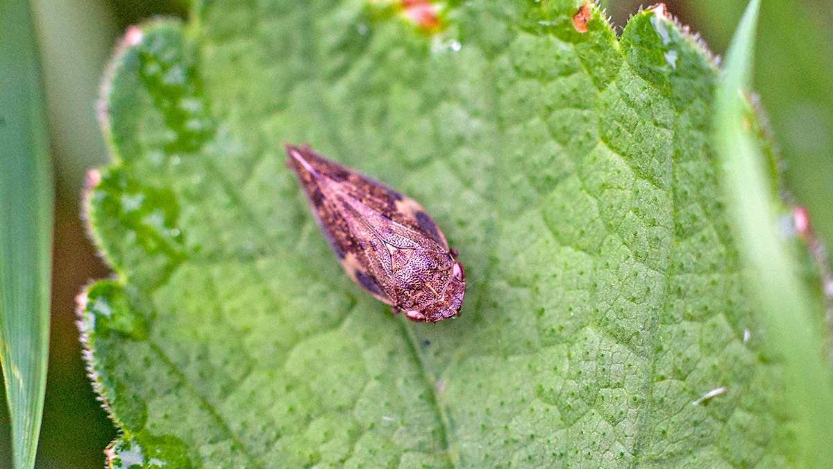 Alder Spittlebug [Aphrophora alni]