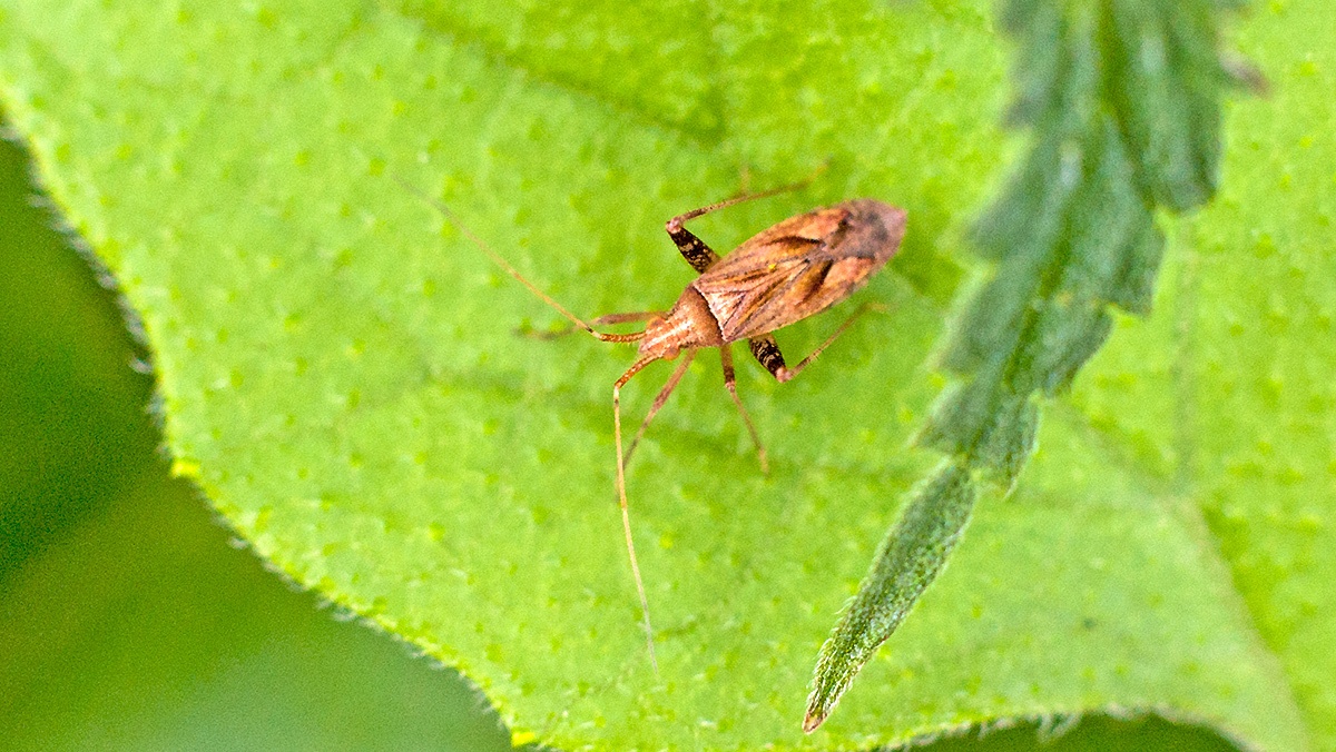 Long-legged Plant Bug [Phytocoris varipes]