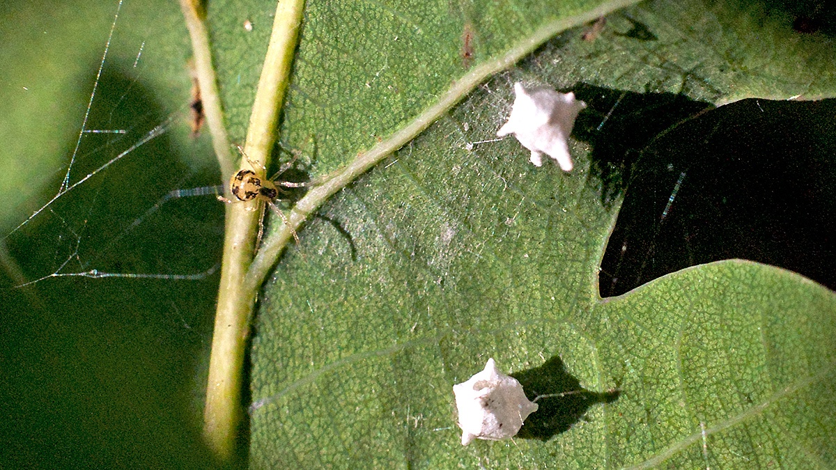 Sputnik Spider [Paidiscura pallens]