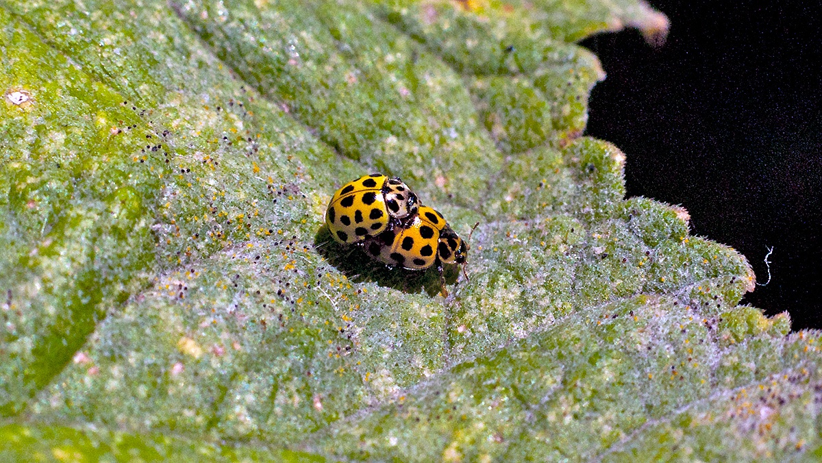 22-spot Ladybird [Psyllobora vigintiduopunctata]