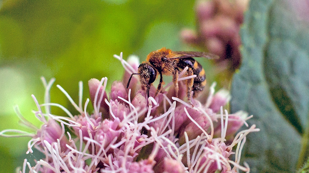 Common Furrow Bee [Lasioglossum calceatum?]