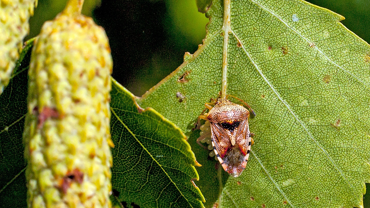 Parent Bug [Elasmucha grisea]