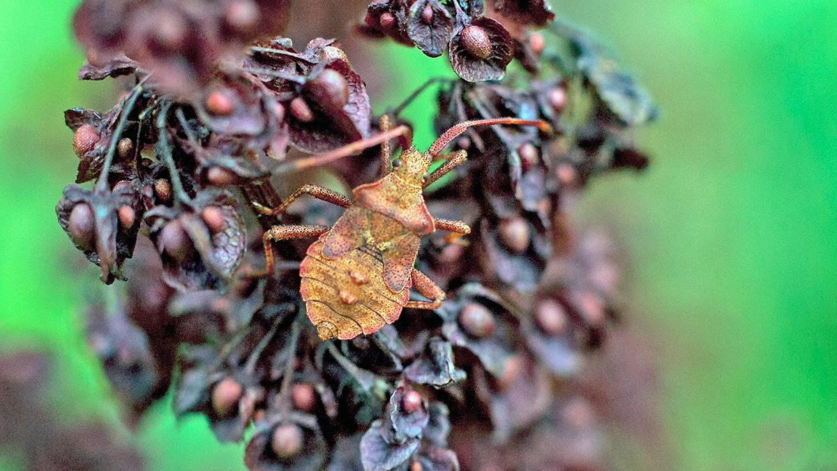 Dock Bug [Coreus marginatus]