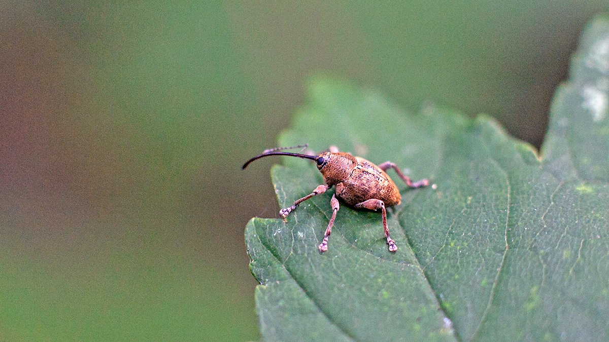 Acorn Weevil [Curculio glandium]