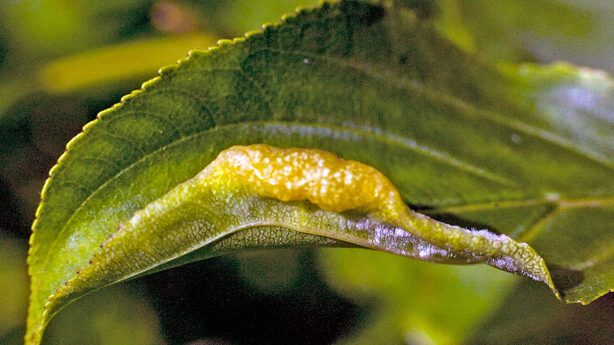 Jumping Plant Louse [Trichochermes walkeri]