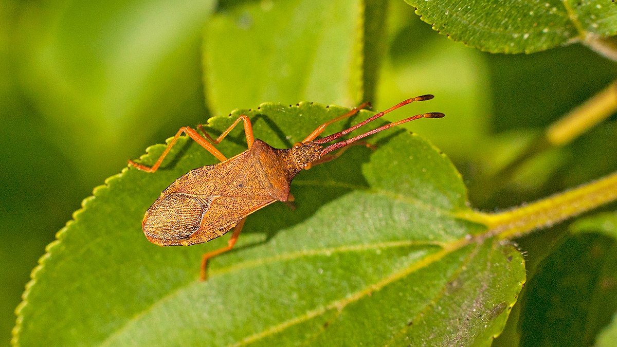 Box Bug [Gonocerus acuteangulatus]