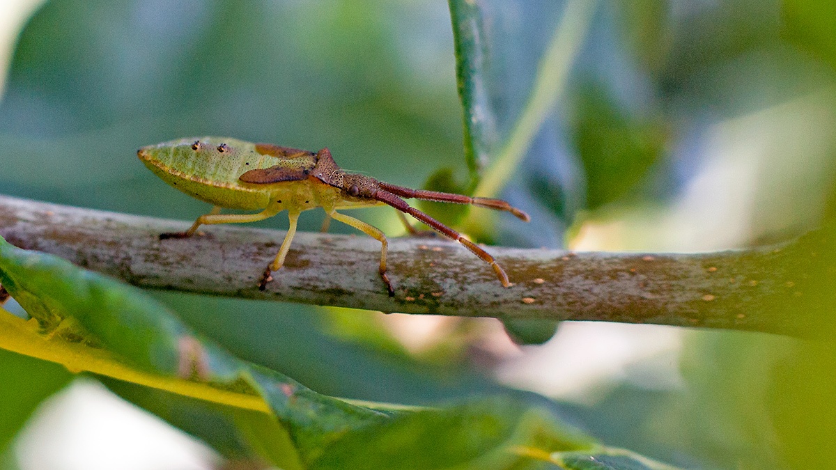 Box Bug [Gonocerus acuteangulatus]