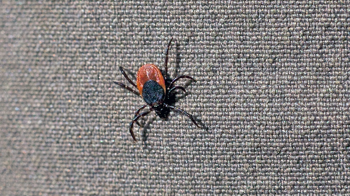 Castor Bean Tick [Ixodes ricinus]