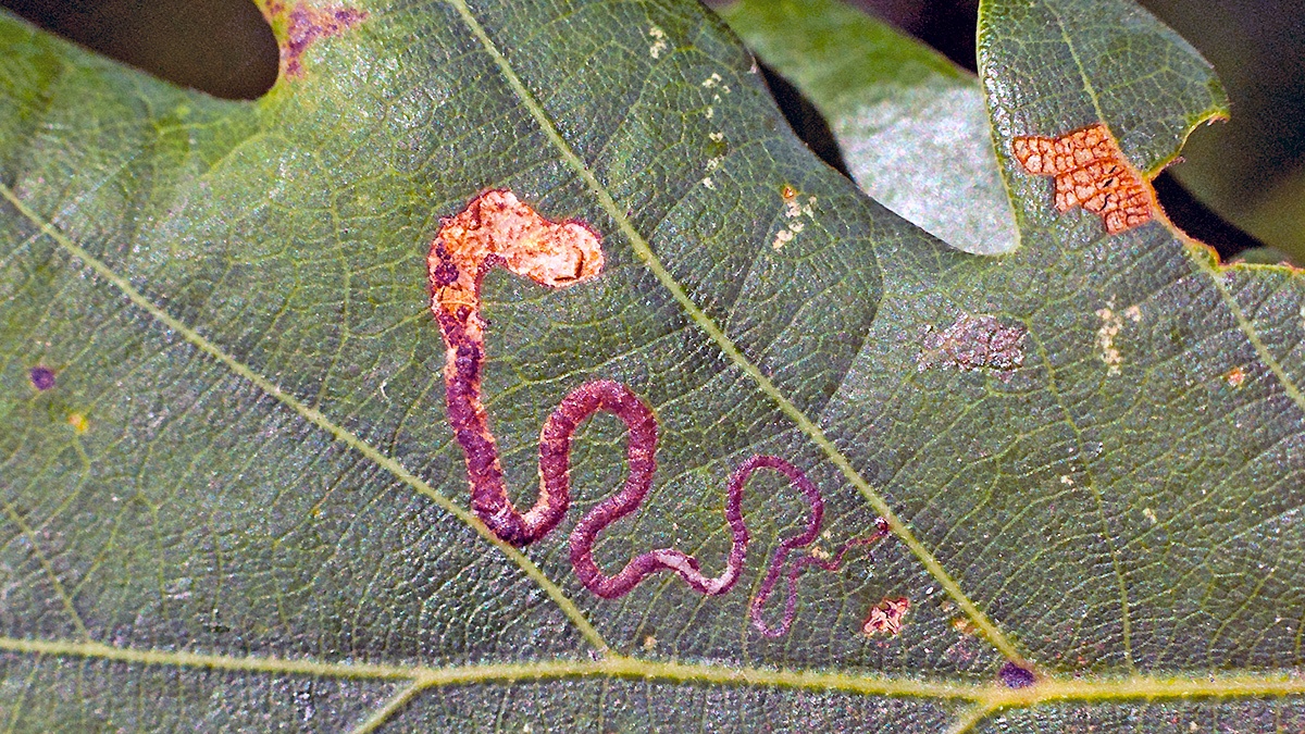 Shoulder-spot Dot [Stigmella basiguttella?]