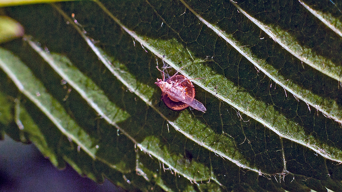Sycamore Aphid Parasitoid Wasp [Dyscritulus planiceps]
