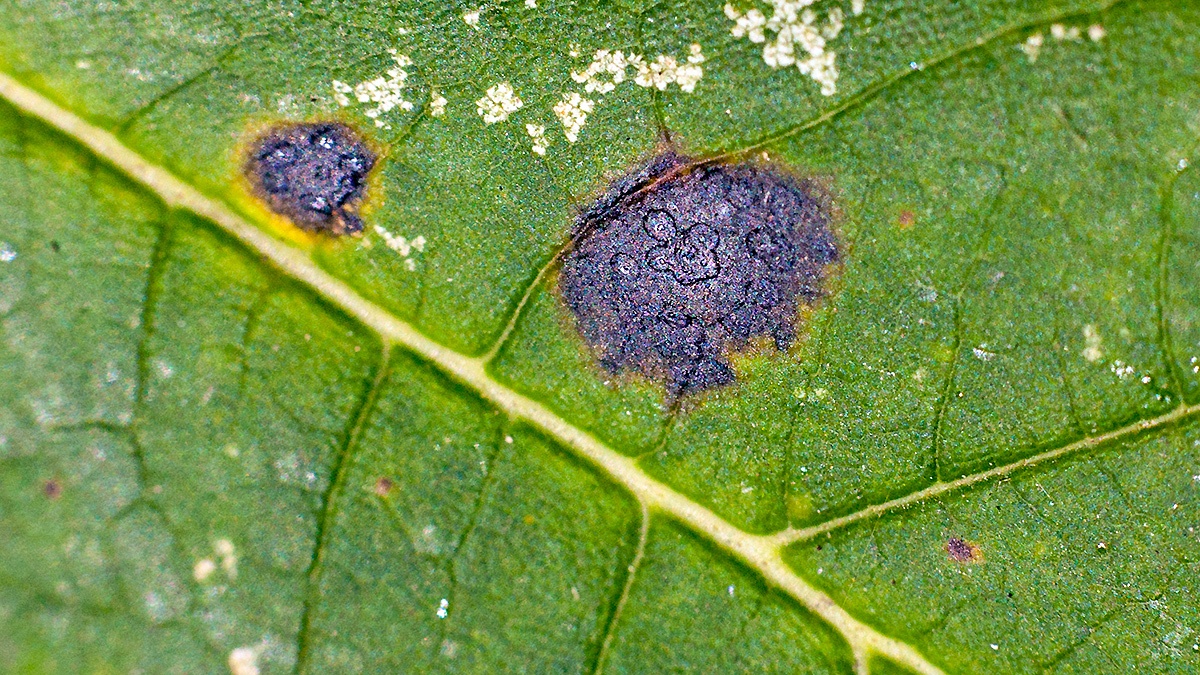 Tar Spot [Rhytisma acerinum]