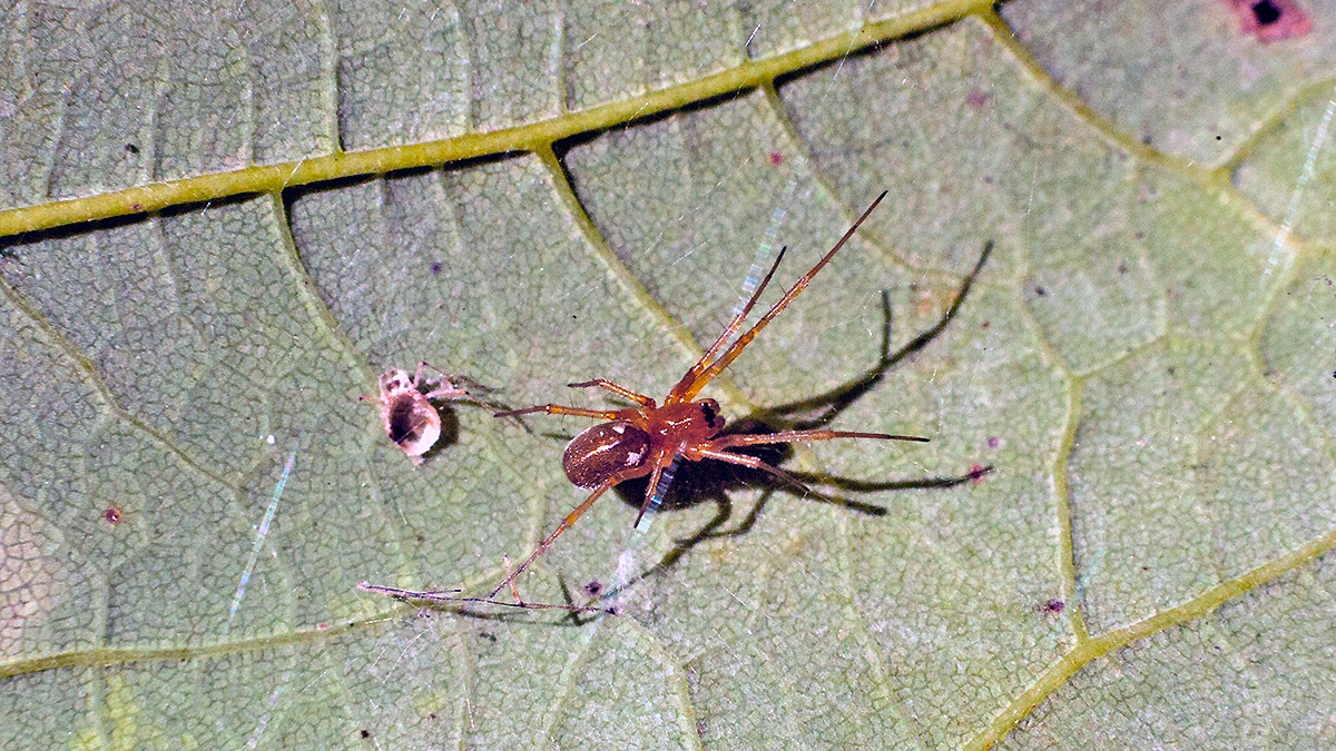 Garden Hammock Spider [Linyphia hortensis]
