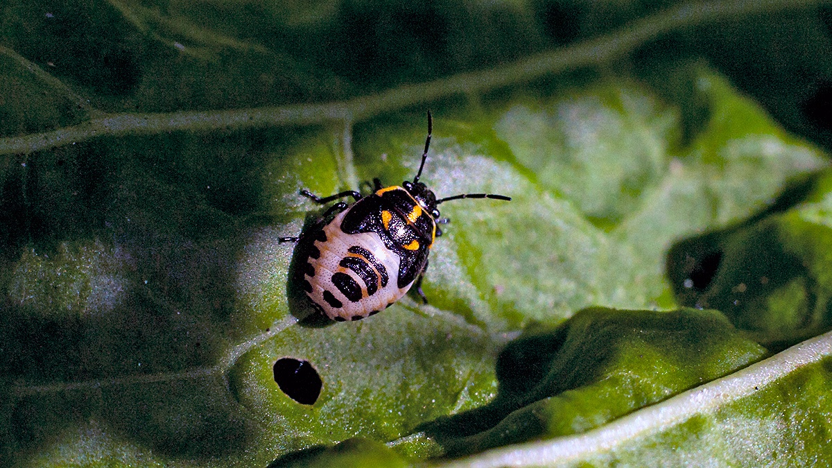 Brassica Shield Bug [Eurydema oleracea]