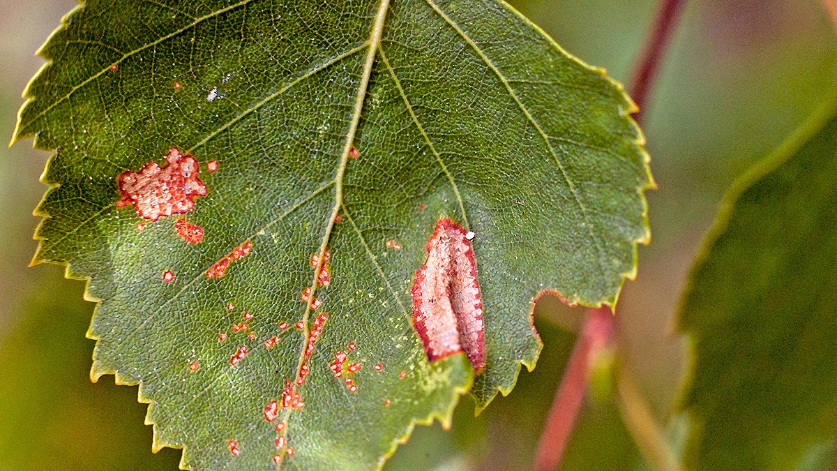 leaf mine (?) on Silver Birch