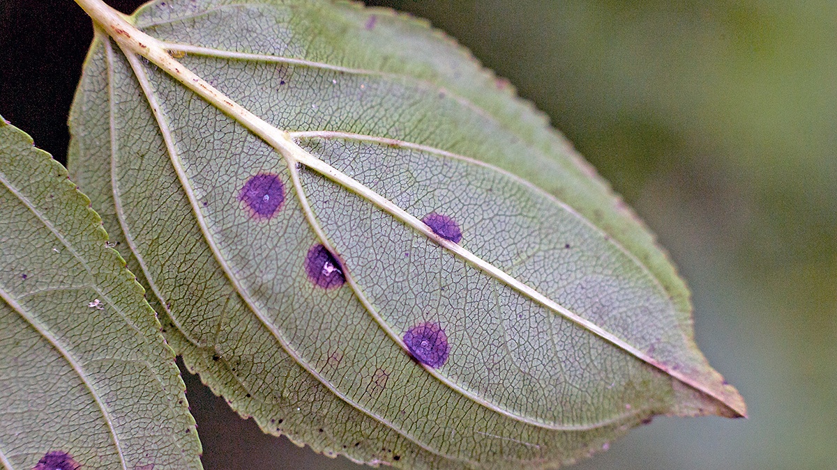 Buckthorn Bent-wing [Bucculatrix frangutella]
