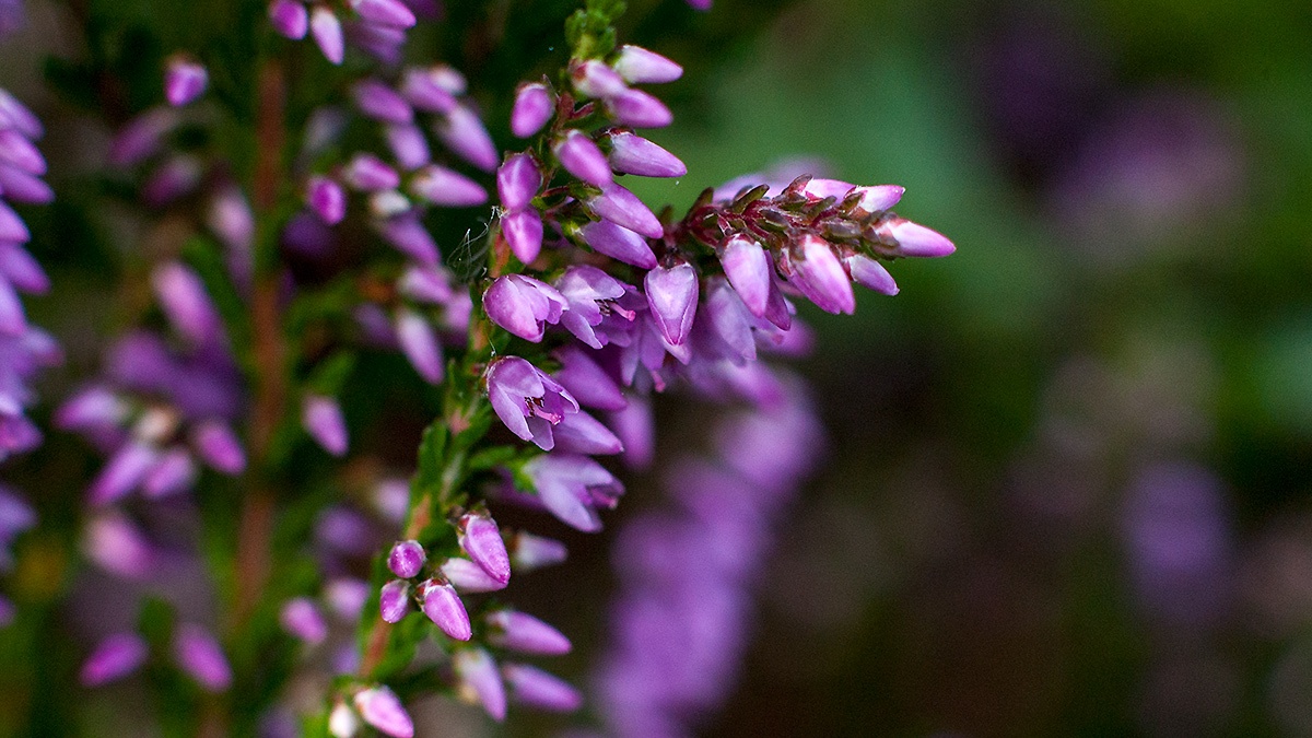 Common Heather (or Ling) [Calluna vulgaris]