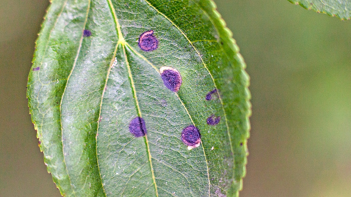 Buckthorn Bent-wing [Bucculatrix frangutella]