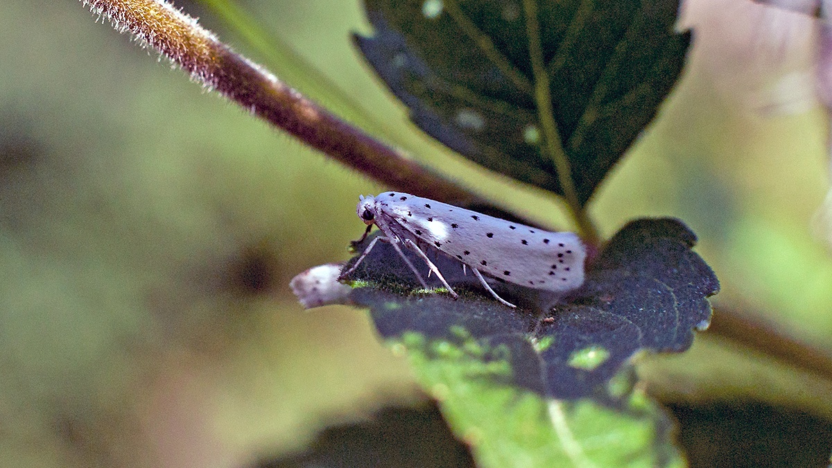 Spindle Ermine [Yponomeuta cagnagella]